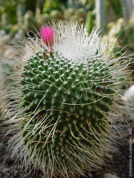 Mammillaria spinosissima c.v. un pico