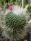 Mammillaria spinosissima c.v. un pico