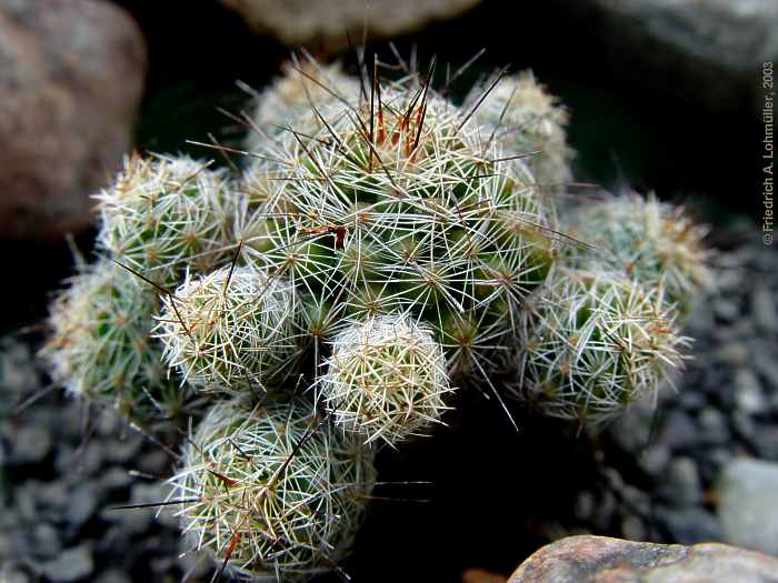 Mammillaria gracilis