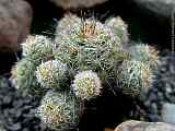 Mammillaria gracilis