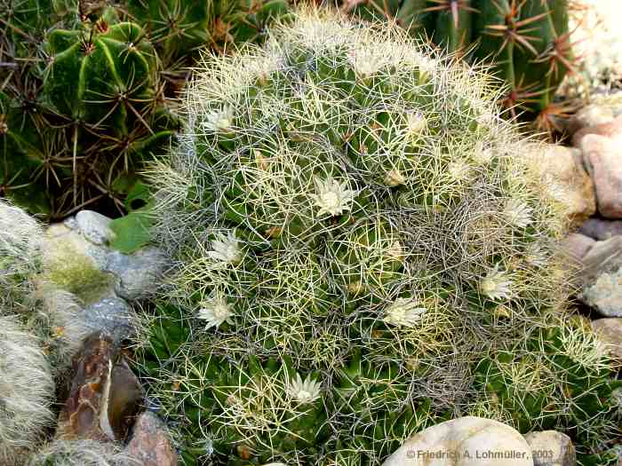 Mammillaria decipiens subsp. albescens (TIEGEL) D.R.HUNT, 1997