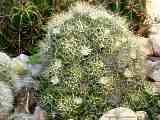 Mammillaria decipiens subsp. albescens