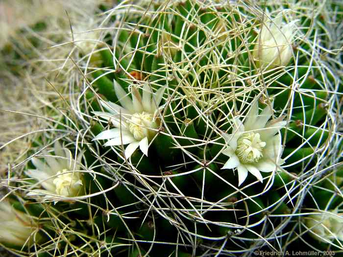 Mammillaria decipiens subsp. albescens (TIEGEL) D.R.HUNT, 1997