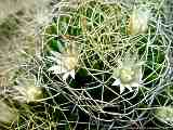 Mammillaria decipiens subsp. albescens