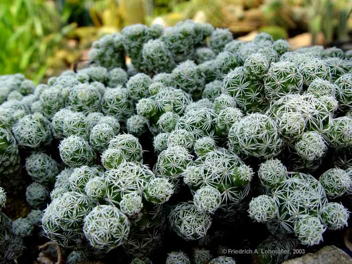 Mammillaria gracilis