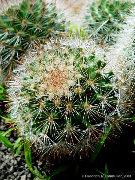 Mammillaria species