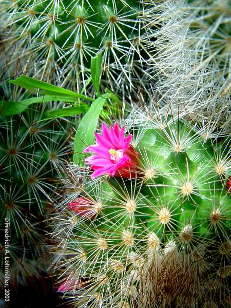 Mammillaria species