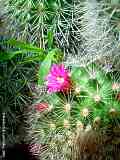 Mammillaria  spec.