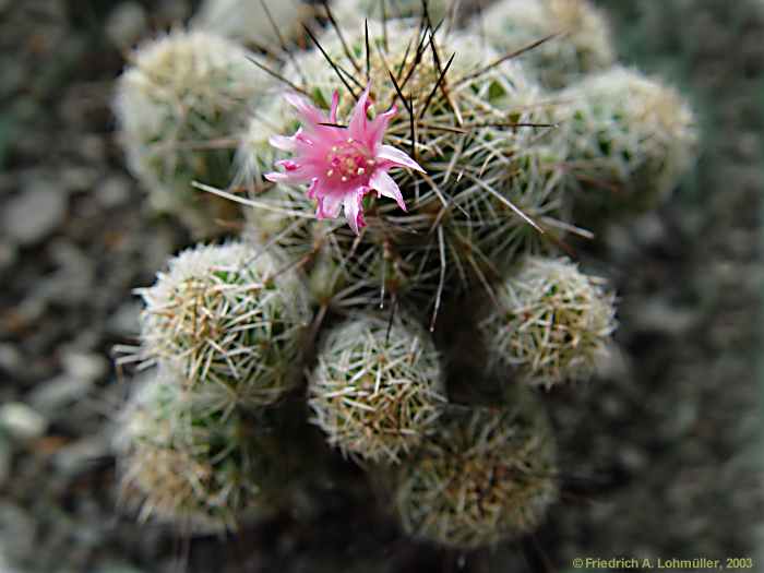 Mammillaria gracilis