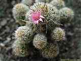 Mammillaria gracilis