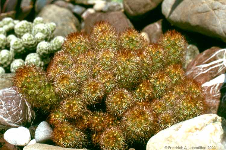 Mammillaria elongata D.C. c.v. rufocrocea