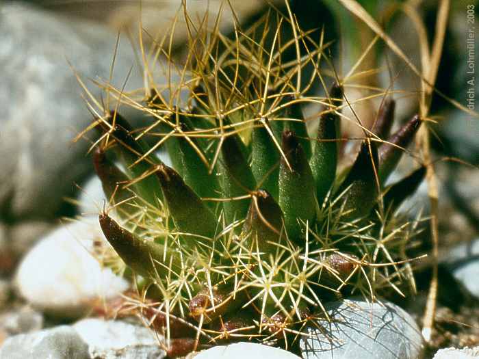 Mammillaria decipiens subsp. albescens (TIEGEL) D.R.HUNT, 1997