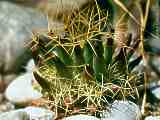 Mammillaria decipiens subsp. albescens