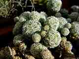 Mammillaria gracilis