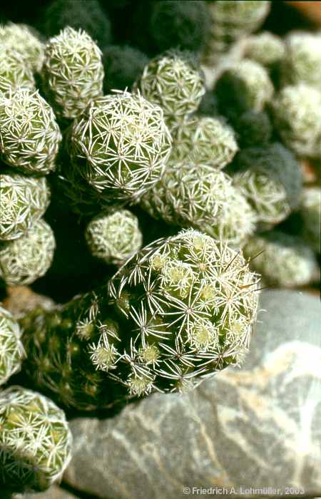 Mammillaria gracilis