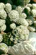 Mammillaria gracilis