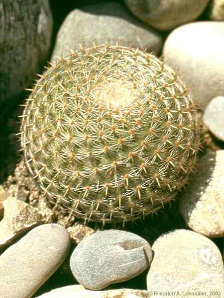 Mammillaria microthele