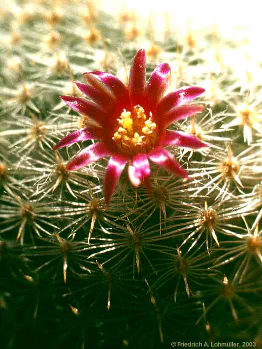 Mammillaria microthele