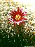 Mammillaria microthele