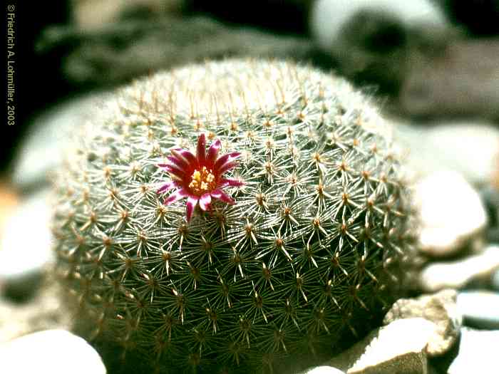 Mammillaria microthele