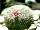 Mammillaria microthele