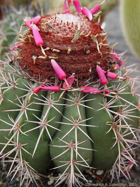 Melocactus onychacanthus