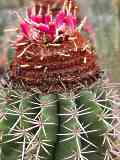 Melocactus onychacanthus