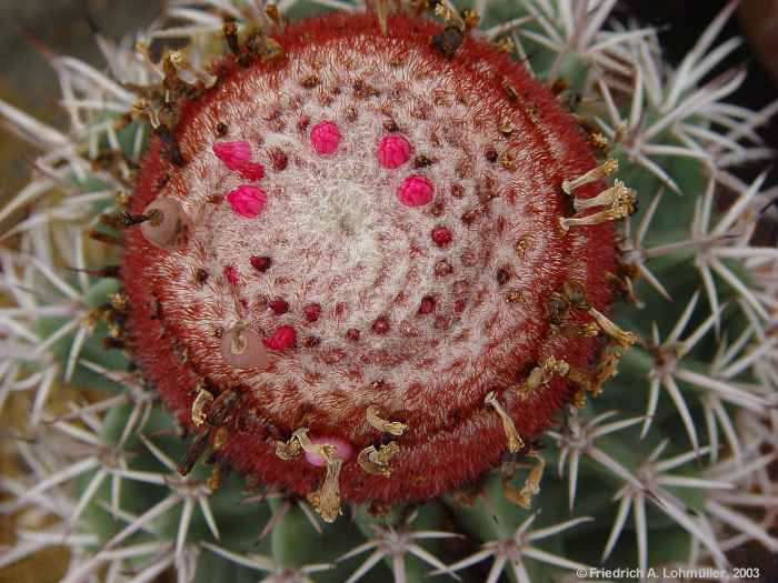 Melocactus mantanzanus