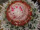 Melocactus mantanzanus