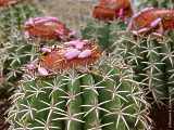 Melocactus mantanzanus