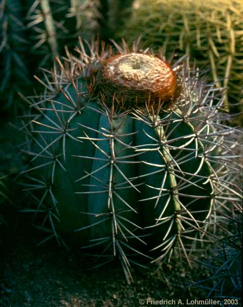 Melocactus azureus