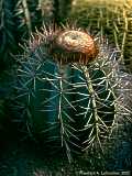 Melocactus azureus