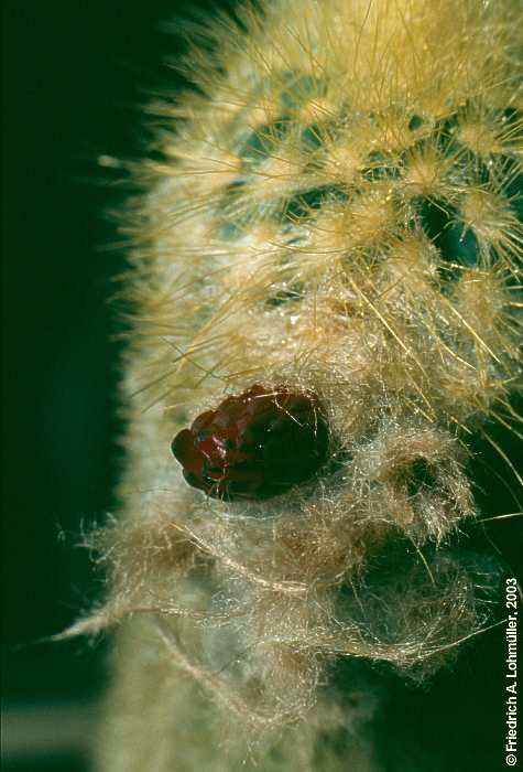 Austocephalocereus purpureus (GÜRKE) BACKBG.