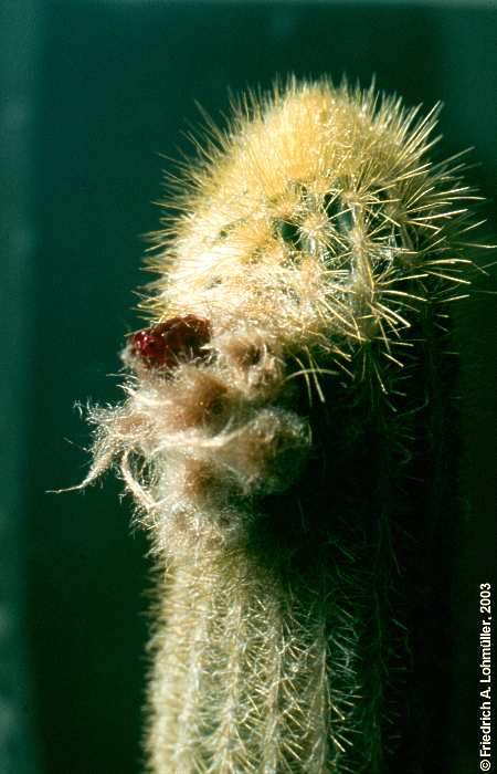 Austocephalocereus purpureus (GÜRKE) BACKBG.