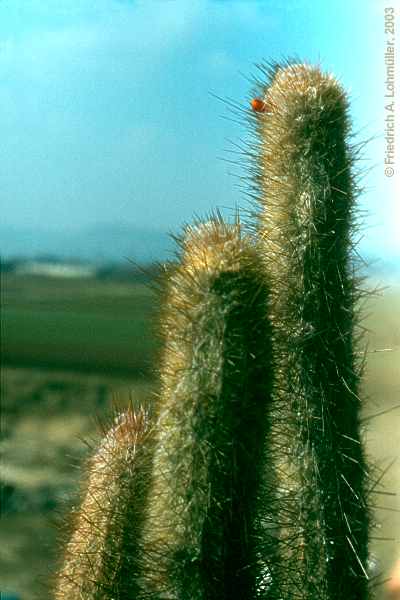 Micranthocereus densiflorus BUINING et BREDERO