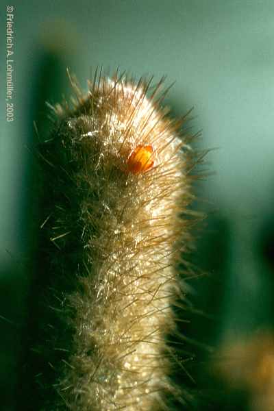 Micranthocereus densiflorus BUINING et BREDERO