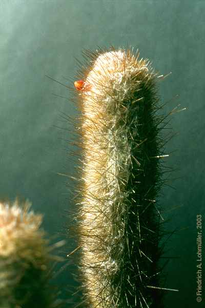 Micranthocereus densiflorus BUINING et BREDERO