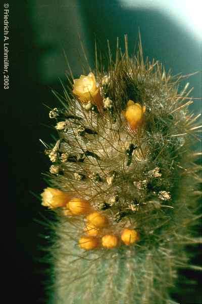 Micranthocereus flaviflorus BUINING et BREDERO