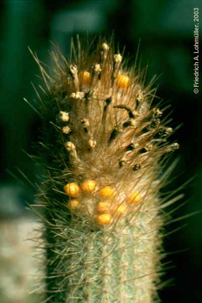 Micranthocereus flaviflorus BUINING et BREDERO