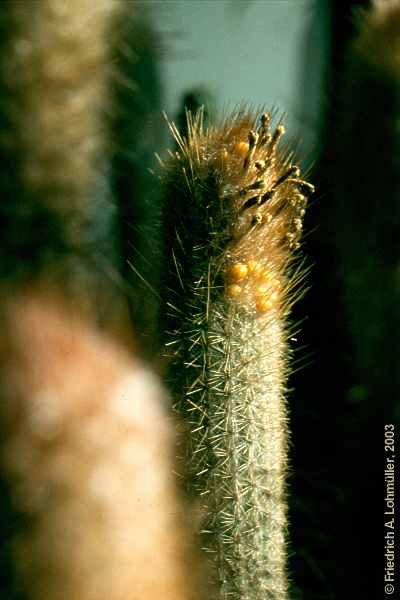 Micranthocereus flaviflorus BUINING et BREDERO