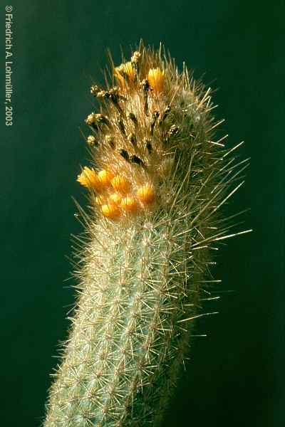 Micranthocereus flaviflorus BUINING et BREDERO