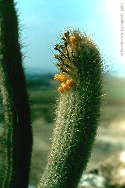 Micranthocereus flaviflorus BUINING et BREDERO