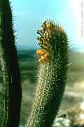 Micranthocereus flaviflorus