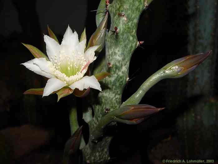 Monvillea spegazzinii