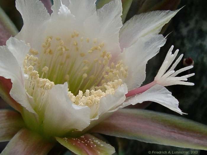 Monvillea spegazzinii