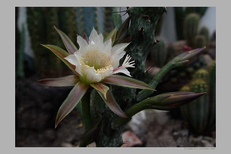 Monvillea spegazzinii