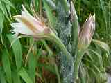 Cereus spegazzinii, Monvillea spegazzinii