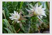 Monvillea spegazzinii