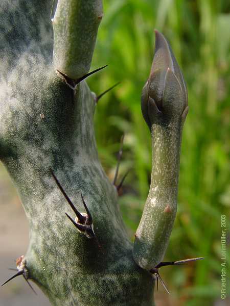 Movillea spegazzinii