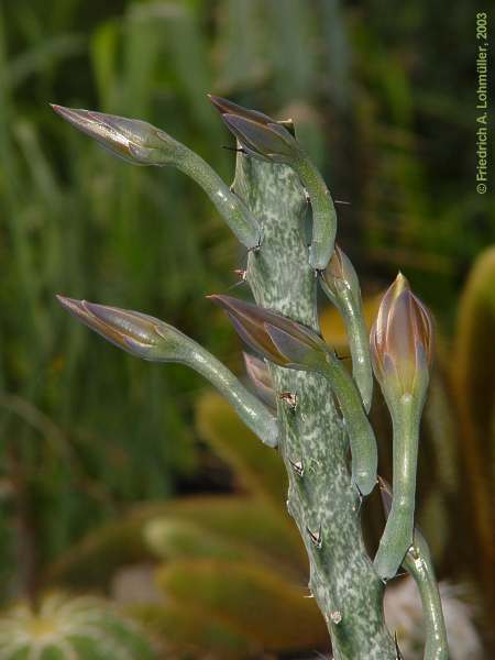 Monvillea spegazzinii